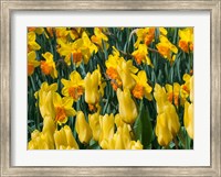Framed Yellow Tulips