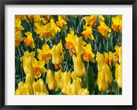 Framed Yellow Tulips