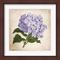 Framed Vintage Lilac