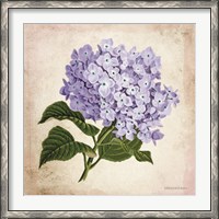 Framed Vintage Lilac