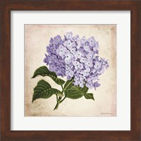 Framed Vintage Lilac