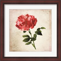 Framed Vintage Bicolor Red Rose