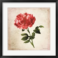 Framed Vintage Bicolor Red Rose