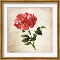Framed Vintage Bicolor Red Rose