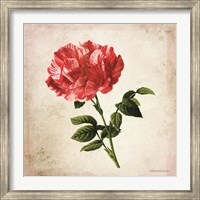 Framed Vintage Bicolor Red Rose