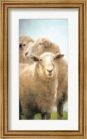 Framed Three Sheep Portrait