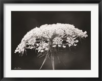 Framed Queen Anne's Lace