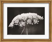 Framed Queen Anne's Lace