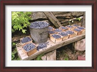 Framed Blueberries Picked