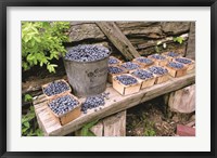 Framed Blueberries Picked