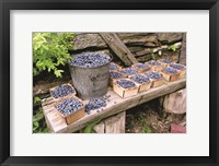 Framed Blueberries Picked