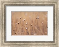 Framed Snow Capped Wildflowers