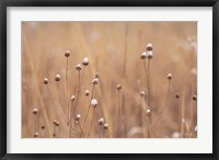 Framed Snow Capped Wildflowers