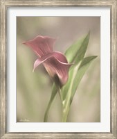 Framed Pink Calla Lily