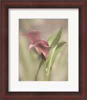 Framed Pink Calla Lily