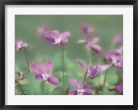 Framed Wild Violets