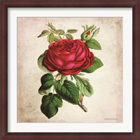 Framed Vintage Red Rose