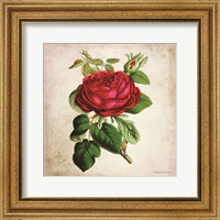 Framed Vintage Red Rose