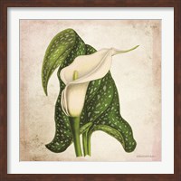 Framed Vintage Calla Lily