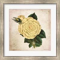 Framed Vintage Cream Rose