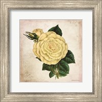 Framed Vintage Cream Rose
