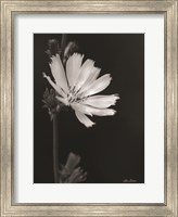 Framed Flower Petal Wishes