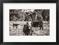 Framed Black & White Steer