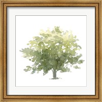 Framed Lonely Oak I