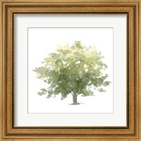 Framed Lonely Oak I