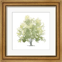 Framed Lonely Oak II