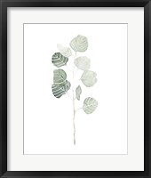 Framed Eucalyptus Art | Framed Eucalyptus Prints Sold at FramedArt