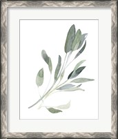 Framed Simple Sage I