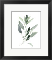 Framed 'Simple Sage III' border=