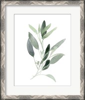 Framed Simple Sage III