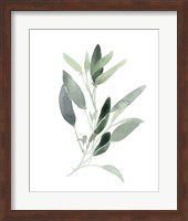 Framed Simple Sage III