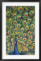 Framed Lavish Peacock I