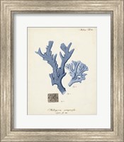 Framed Antique Coral in Navy I