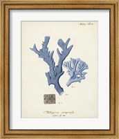 Framed Antique Coral in Navy I