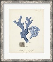 Framed Antique Coral in Navy I