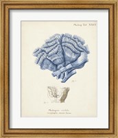 Framed Antique Coral in Navy II