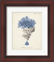 Framed Antique Coral in Navy III