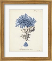 Framed Antique Coral in Navy III
