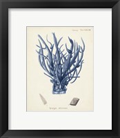 Framed 'Antique Coral in Navy V' border=