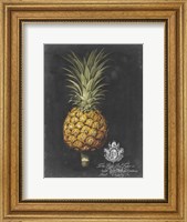 Framed Royal Brookshaw Pineapple II