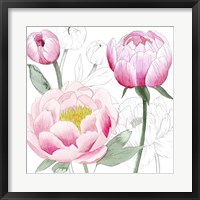 Framed May Peonies II