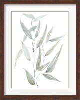 Framed Ethereal Eucalyptus I