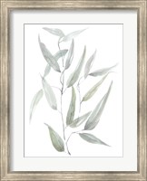 Framed Ethereal Eucalyptus I