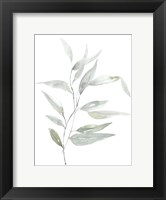 Framed Ethereal Eucalyptus II