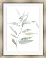 Framed Ethereal Eucalyptus II