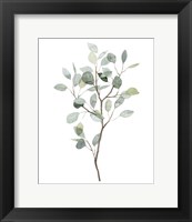 Framed Seaglass Eucalyptus I